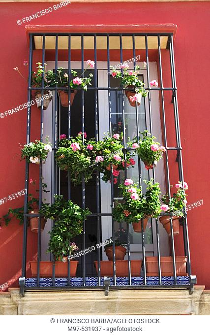 Window with geraniums (Pelargonium sp.), El Puerto de Santa María. Cádiz province, Andalusia. Spain