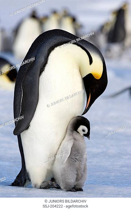 Emperor Penguin (Aptenodytes forsteri). Parent bird and chick on ice. Snow Hill Island, Antarctica