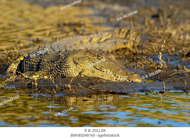 Nile crocodile (Crocodylus niloticus), crocodile resting on a sand bank in a river in evening light, Botswana, Chobe National Park