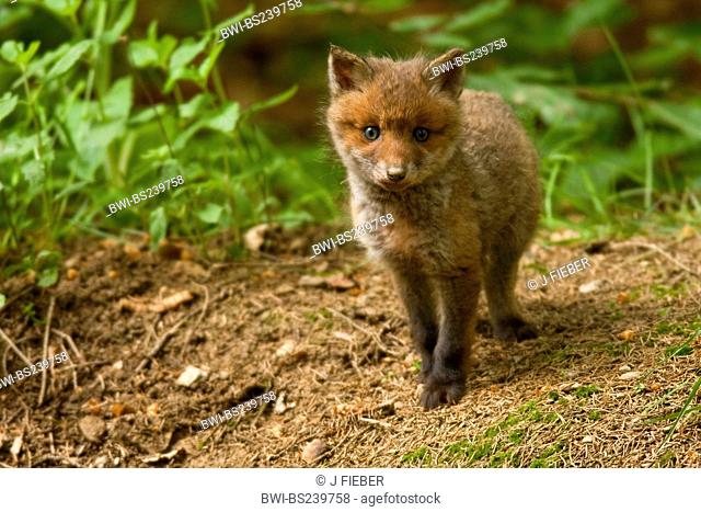 red fox Vulpes vulpes, puppy, Germany, Rhineland-Palatinate