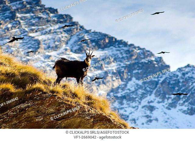 Chamois (Orco Valley, Gran Paradiso National Park, Piedmont, Italy)