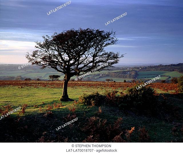 A bare tree and brown bracken in evening light in the countryside near Meavy. Dartmoor stretches over 386 square miles of southern England