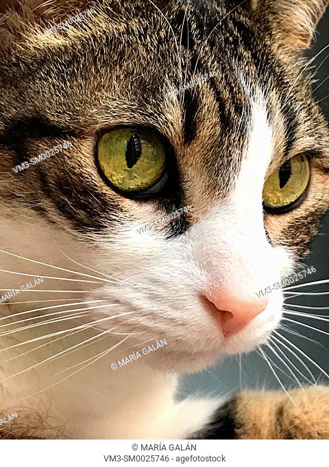 Portrait of tabby and white cat. Close view