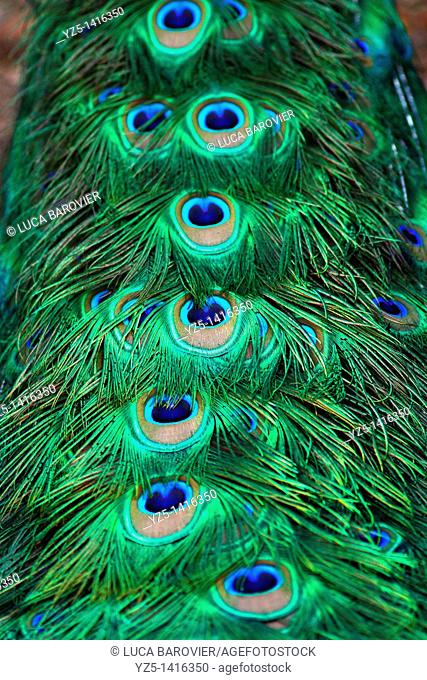 Peacock, Pavo cristatus - Close-up of tail