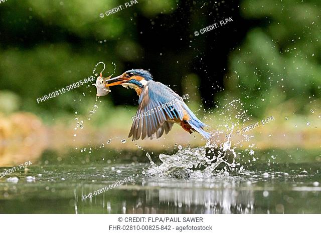 Common Kingfisher (Alcedo atthis) adult female, in flight, emerging from dive with Common Rudd (Scardinius erythrophthalmus) prey in beak, Suffolk, England