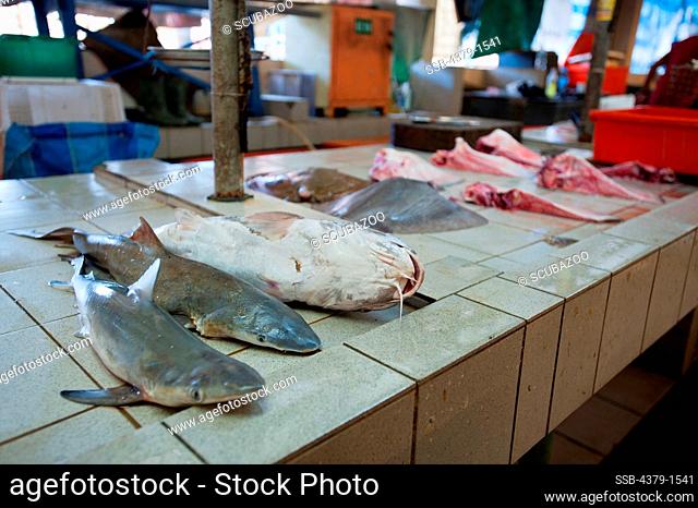 Shark pups and catfish for sale in fish market, Brunei