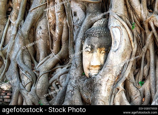 buddha head in tree roots of bodhi or banyan tree in ayutthaya, thailand. Famous image in Wat Mahathat