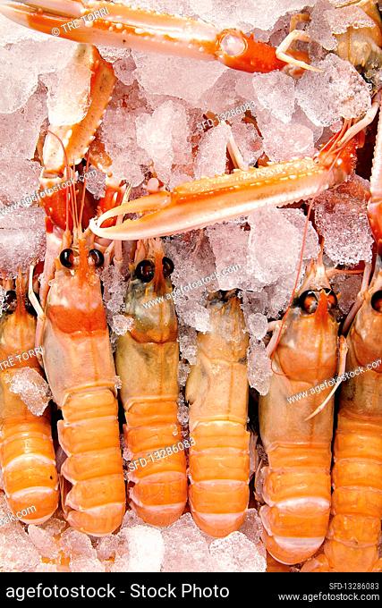 Fresh lobster on ice