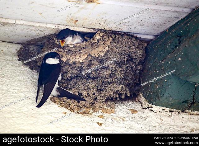 23 August 2023, Baden-Württemberg, Riedlingen: Swallows are at their nest under a eaves. The migratory birds are preparing for their journey south