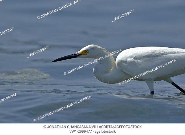 Snowy Egret (Egretta thula), copy taken in freedom. Paracas - Perú
