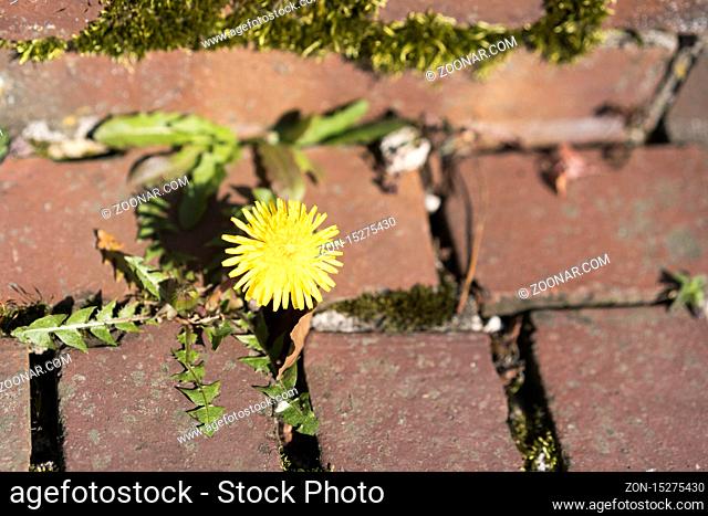 Rückkehr der Natur: Löwenzahn wächst durch Pflastersteine / Return of Nature: dandelion growing through the pavement, 5.4.2020, Foto: Robert B