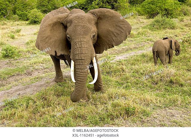 Loxodonta africana African elephant Manyara National Park Tanzania Africa