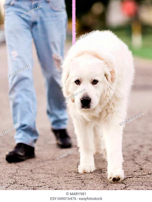 A Great Pyrenees dog walking on a loose leash with his owner down the street
