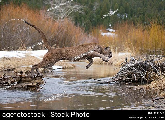 Cougar (Cougar concolor) adult, jumps from log over stream, Montana, U. S. A. February (in captivity)