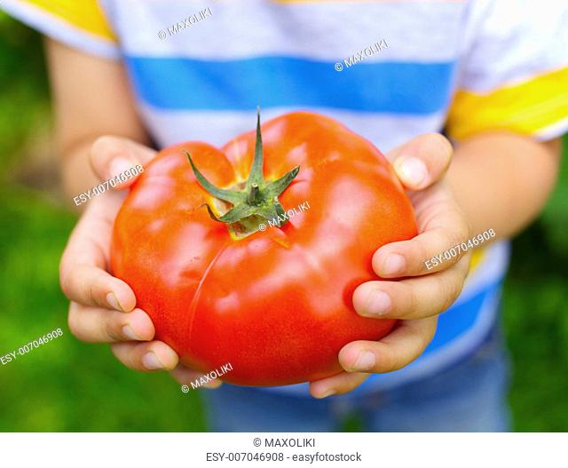 Young boy hand holding organic green natural healthy food produce tomatoes