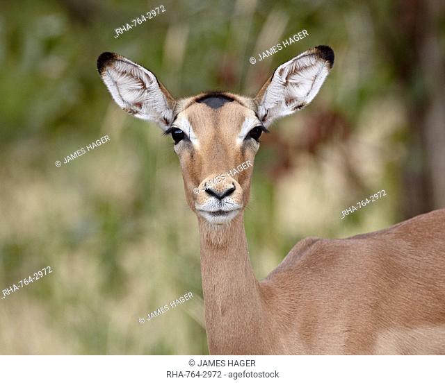 Female impala Aepyceros melampus, Kruger National Park, South Africa, Africa