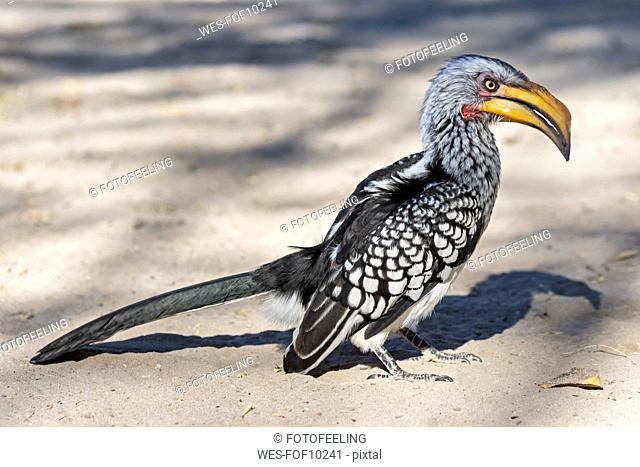 Botswana, Kalahari, Central Kalahari Game Reserve, Yellow-billed hornbill, Tockus flavirostris