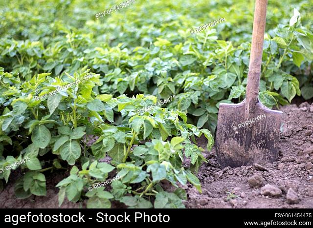 Shovel on the background of potato bushes. Digging up a young potato tuber from the ground on a farm. Digging potatoes with a shovel on a field of soil