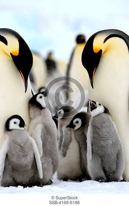 ANTARCTICA, WEDDELL SEA, SNOW HILL ISLAND, EMPEROR PENGUIN COLONY Aptenodytes forsteri, ADULTS WITH CHICKS ON FAST ICE