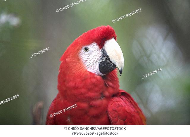 A caged Scarlet Macaw, used in a reproduction program, sits at the Las Guacamayas Eco- tourist Center in Montes Azules Biosphere Reserve in Lacandon Forest