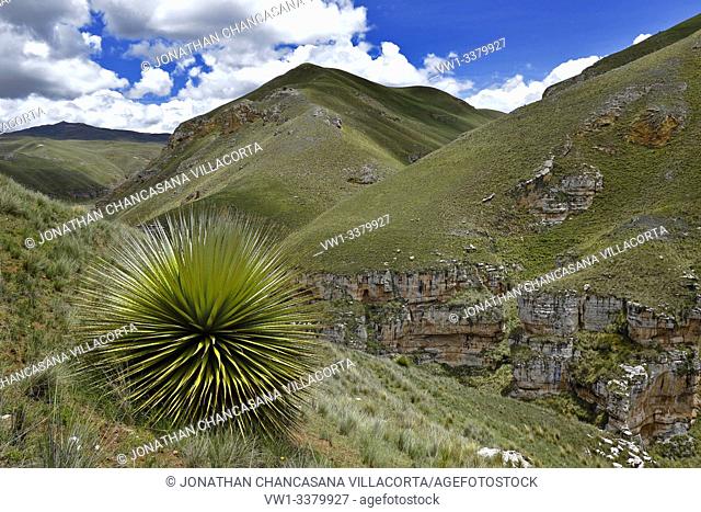 Beautiful specimen of Titanca (Puya raimondii) a species of endemic flora of the Andean region of Peru and Bolivia; In this case