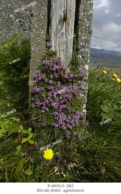 Wild thyme Iceland Thymus praecox arcticus