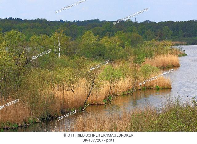 Nature reserve with a water-bayou and natural reeds on the bank in spring, Mecklenburg Lake District, Mecklenburg-Western Pomerania, Germany, Europe