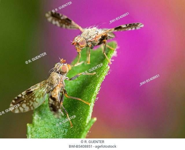 Tephritid fly (Tephritis neesii), Courtship dance of two males on ox-eye daisy (Leucanthemum vulgare), Germany