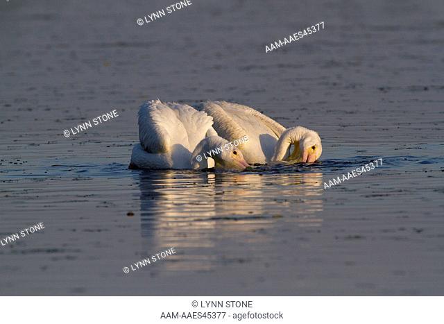 Wintering American White Pelicans (Pelecanus erythrorhyncos) in non-breeding plumage, on foggy spring morning; using their gular pouches like dip nets; the two...