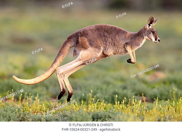 Red Kangaroo Macropus rufus adult, jumping over low vegetation, Sturt N P , New South Wales, Australia