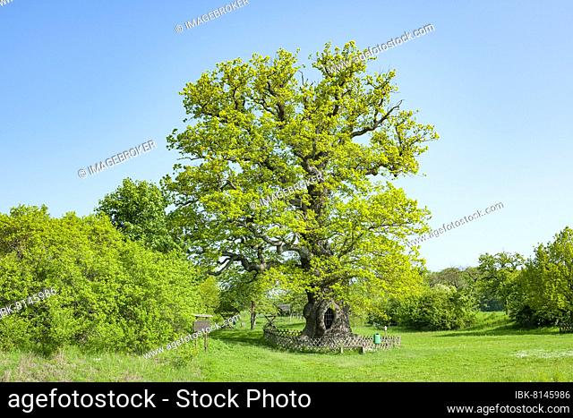 Royal oak, giant english oak (Quercus robur) in spring, natural monument, Volkenroda, Thuringia, Germany, Europe