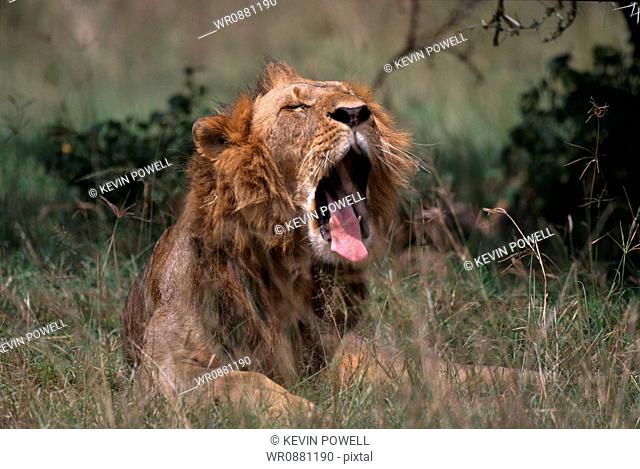 Lion yawning in the forest