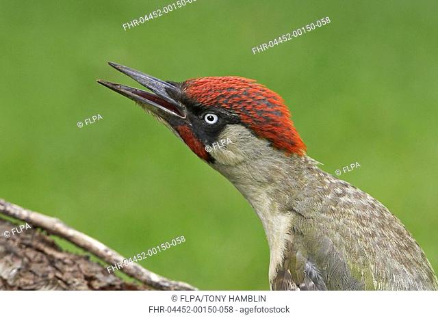 Green Woodpecker Picus viridis adult male, aggressive behaviour, close-up of head, Warwickshire, England, summer