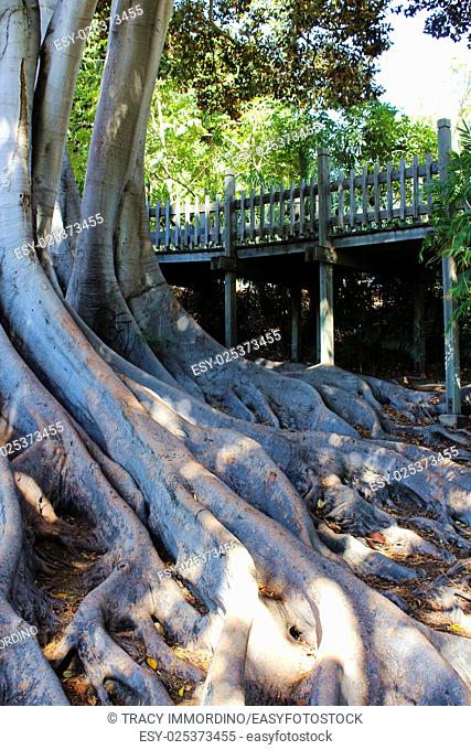 Elaborate root structure of a Moreton Bay Fig Tree in Balboa Park, San Diego, California, USA