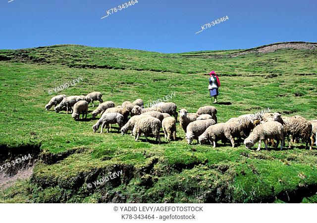 Young woman herding their sheeps at the Andes mountain, the Sierra area. Ecuador