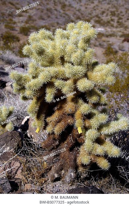 Teddy-bear cholla, Jumping Cholla, Silver cholla (Opuntia bigelovii, Cylindropuntia bigelovii), single plant in the desert, USA