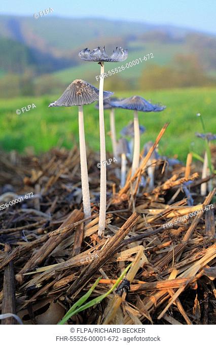 Inkcap Coprinus macrocephalus fruiting bodies, growing on dung heap, on organic farm, Powys, Wales