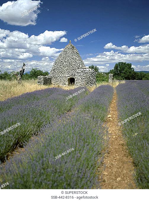 Borey (Ancient Dwellings) and Lavender Fields, Luberon, Provence, France