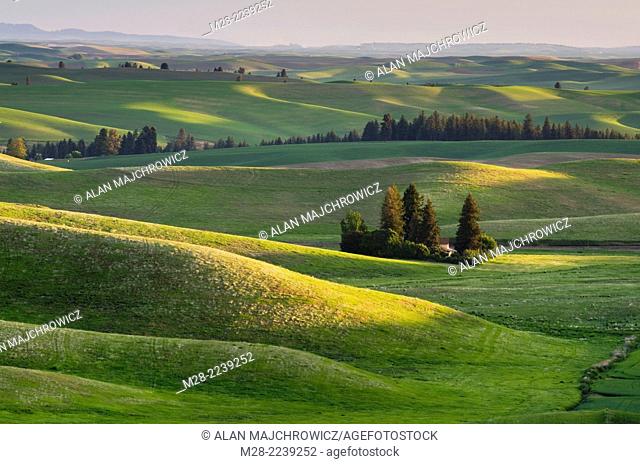 Rolling hills of green wheat fields in the Palouse region of the Inland Empire of Washington