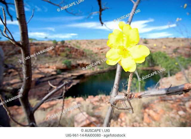 Kapok tree, Cochlospermum fraseri, flower. Spider Gorge, Mornington Wildlife Sanctuary, central Kimberley, Western Australia, Australia