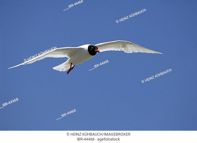 Flying gull, mediterranean gull, sea gull