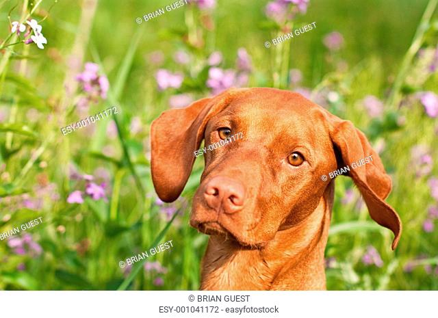 Close-up of a Vizsla Dog with Wildflowers