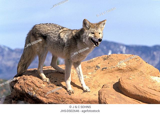 Coyote, Canis latrans, Bryce Canyon, Utah, USA, adult on rock