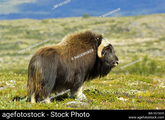 Musk oxes (Ovibos moschatus), ungulates, mammals, animals, Musk Ox adult, standing on tundra, Dovrefjell, Norway, Europe