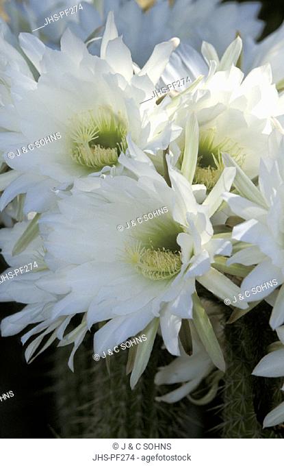 Easter Lily Cactus , South Africa , Africa , bloom
