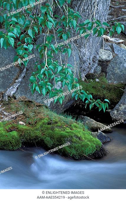 Tree and moss along rock bank of alpine stream, Bishop Creek, Inyo National Forest, Eastern Sierra, California