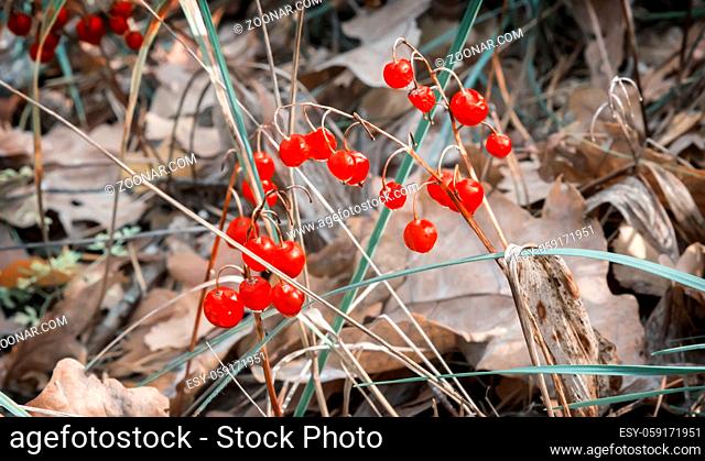 Ripe bright red berries of the Lily of the valley among the yellow autumn leaves
