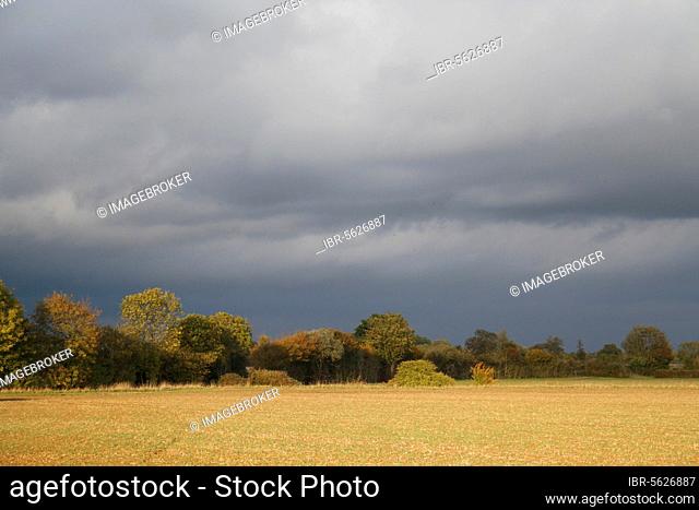 View of cultivated arable field and hedgerow, with approaching stormclouds, Bacton, Suffolk, England, United Kingdom, Europe