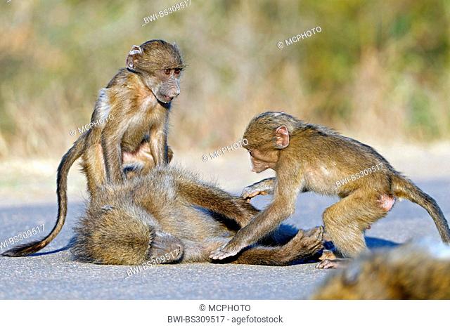 Chacma baboon, anubius baboon, olive baboon (Papio ursinus, Papio cynocephalus ursinus), beeing teased by two young baboons, South Africa, Krueger National Park