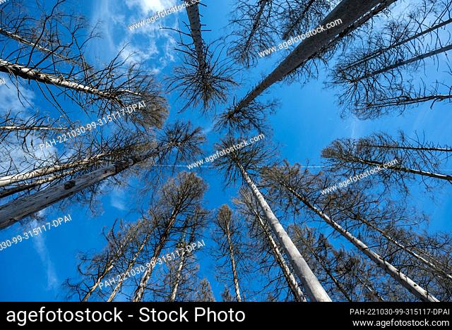 PRODUCTION - 24 October 2022, Rhineland-Palatinate, Börfink: Spruce trees destroyed by bark beetles stand in the Hunsrück-Hochwald National Park